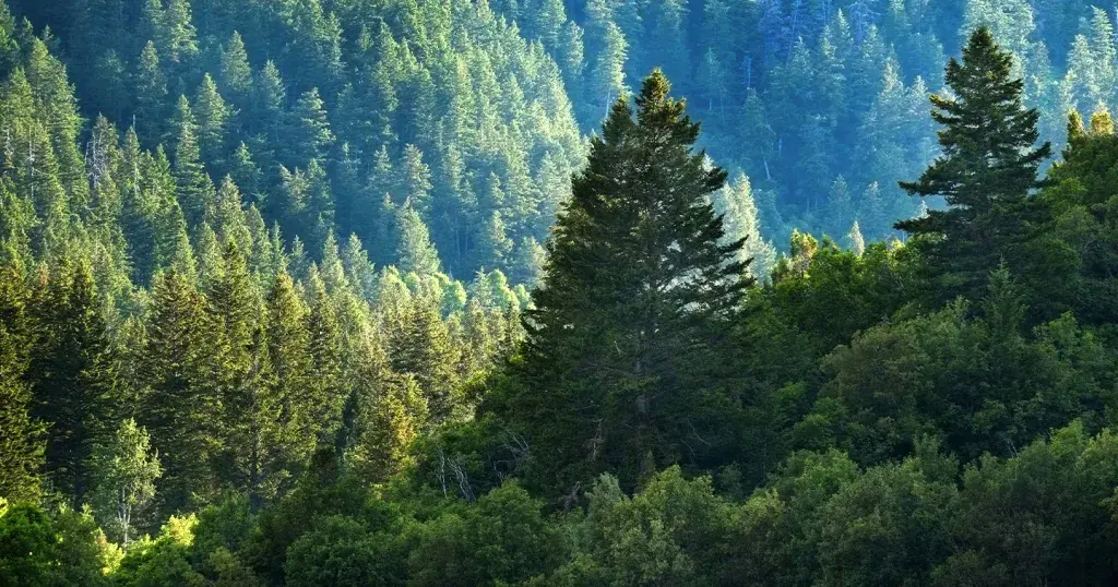 A beautiful forrest landscape