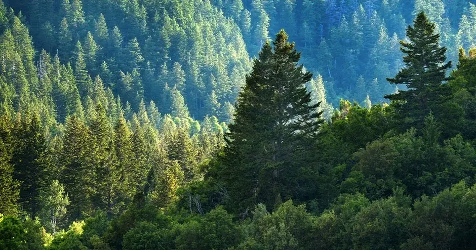 une forêt verte avec un ciel bleu