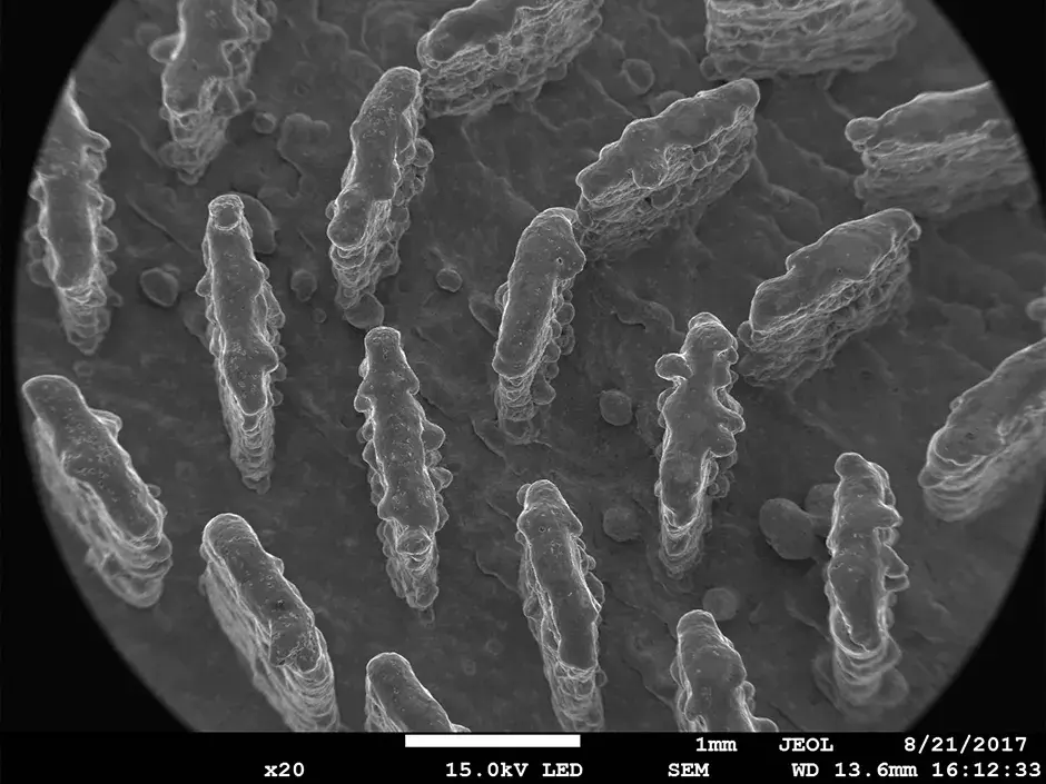Image SEM 20x de la RF en semi-conducteur