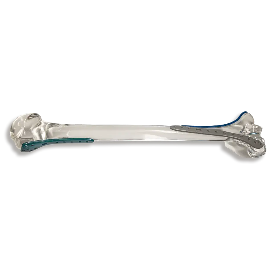 a transparent bone made from PPSU 3D printing material